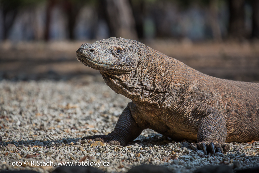 Plazi - Varan komodský (Varanus komodoensis)