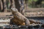 Varan komodský (Varanus komodoensis)