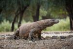 Varan komodský (Varanus komodoensis)