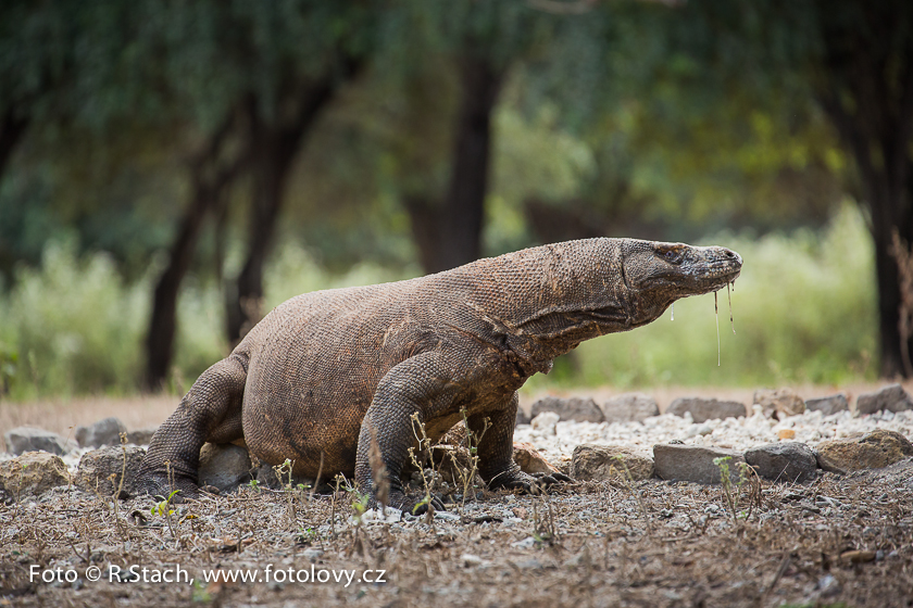 Plazi - Varan komodský (Varanus komodoensis)