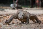 Varan komodský (Varanus komodoensis)