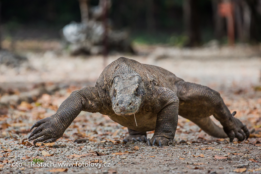 Plazi - Varan komodský (Varanus komodoensis)