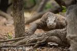 Varan komodský (Varanus komodoensis)