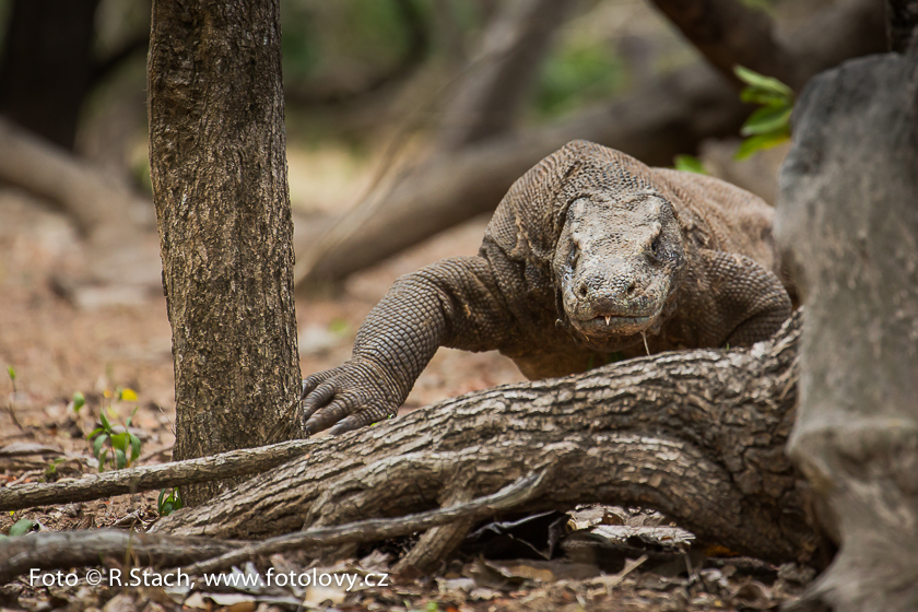 Plazi - Varan komodský (Varanus komodoensis)