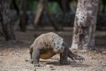 Komodo Dragon (Varanus komodoensis)