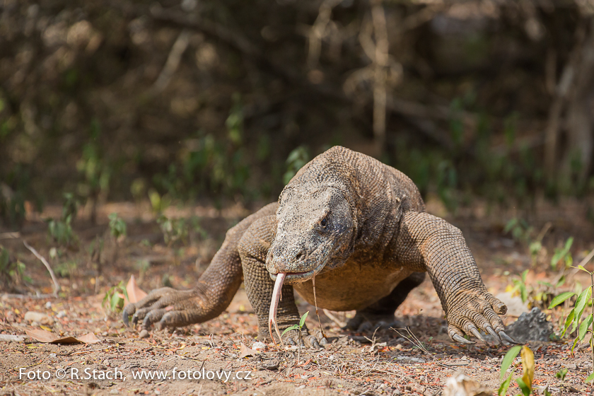 Plazi - Varan komodský (Varanus komodoensis)