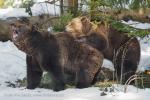 Medvěd hnědý (Ursus arctos)