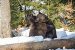 Medvěd hnědý (Ursus arctos)