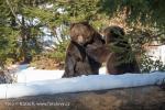 Medvěd hnědý (Ursus arctos)