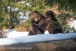 Medvěd hnědý (Ursus arctos)