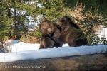 Medvěd hnědý (Ursus arctos)