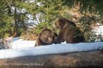 Medvěd hnědý (Ursus arctos)