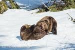 Medvěd hnědý (Ursus arctos)