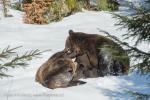 Medvěd hnědý (Ursus arctos)