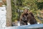 Medvěd hnědý (Ursus arctos)