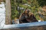 Medvěd hnědý (Ursus arctos)