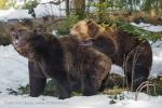 Medvěd hnědý (Ursus arctos)