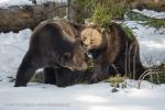 Medvěd hnědý (Ursus arctos)
