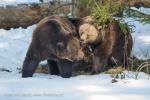 Medvěd hnědý (Ursus arctos)