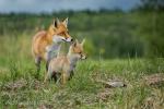 Red Fox (Vulpes vulpes)