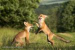 Liška obecná (Vulpes vulpes)