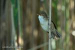 Eurasian Reed-warbler (Acrocephalus scirpaceus)