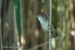 Eurasian Reed-warbler (Acrocephalus scirpaceus)