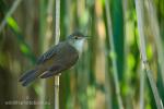 Eurasian Reed-warbler (Acrocephalus scirpaceus)