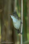 Eurasian Reed-warbler (Acrocephalus scirpaceus)