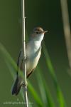 Eurasian Reed-warbler (Acrocephalus scirpaceus)