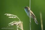 Eurasian Reed-warbler (Acrocephalus scirpaceus)