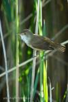 Eurasian Reed-warbler (Acrocephalus scirpaceus)