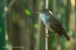 Eurasian Reed-warbler (Acrocephalus scirpaceus)