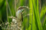 Eurasian Reed-warbler (Acrocephalus scirpaceus)