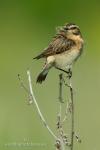 Whinchat (Saxicola rubetra)