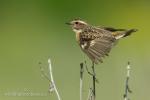 Whinchat (Saxicola rubetra)