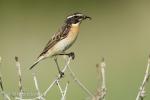 Whinchat (Saxicola rubetra)