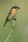 Whinchat (Saxicola rubetra)