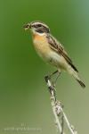 Whinchat (Saxicola rubetra)