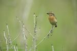 Whinchat (Saxicola rubetra)