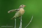 Whinchat (Saxicola rubetra)