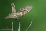 Whinchat (Saxicola rubetra)