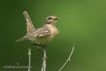 Whinchat (Saxicola rubetra)