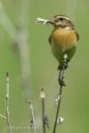 Whinchat (Saxicola rubetra)