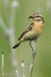 Whinchat (Saxicola rubetra)