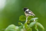 Common Stonechat (Saxicola rubicola)