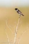 Common Stonechat (Saxicola rubicola)