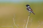 Common Stonechat (Saxicola rubicola)