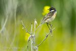 Common Stonechat (Saxicola rubicola)