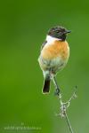 Common Stonechat (Saxicola rubicola)